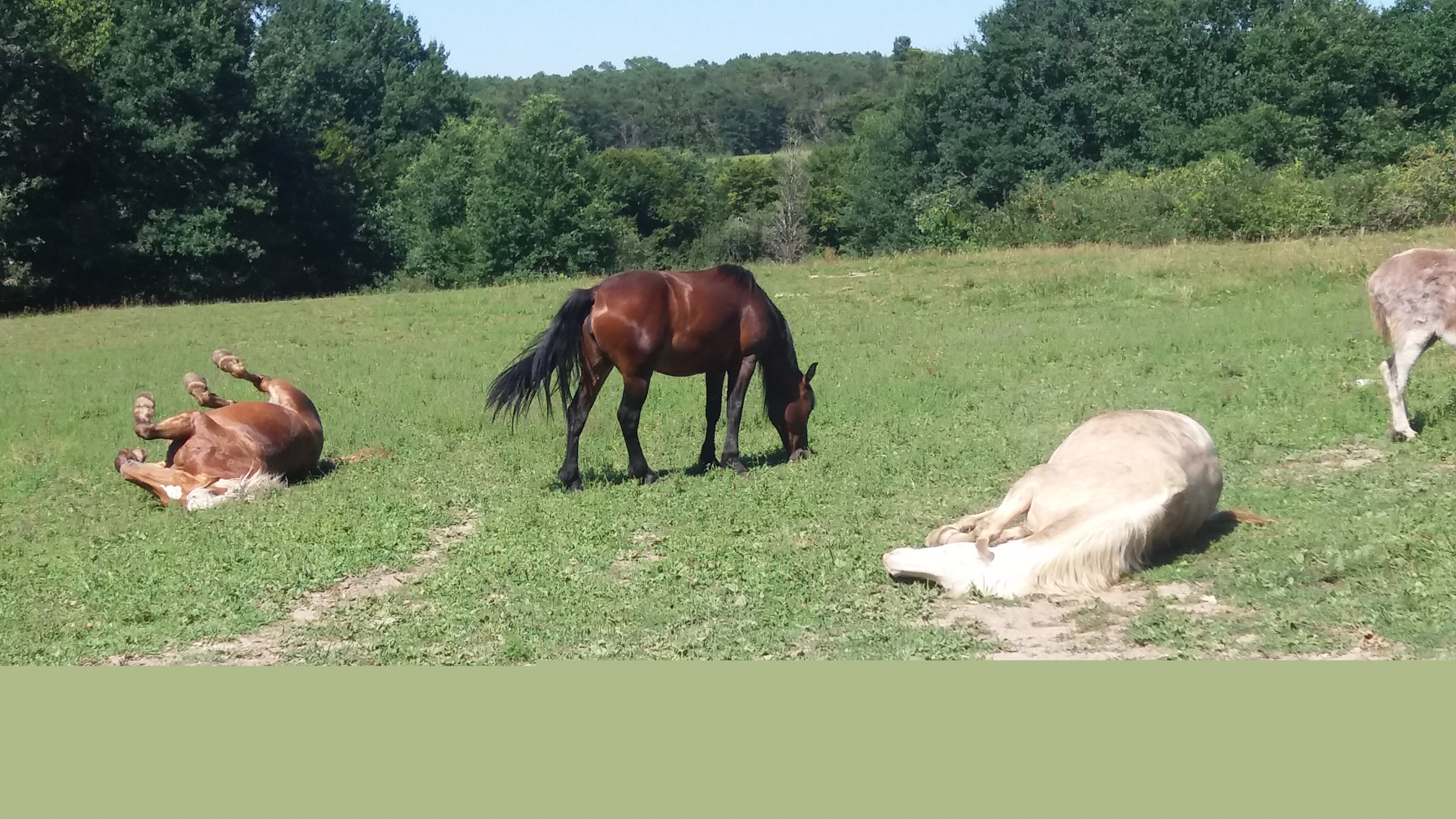 chevaux